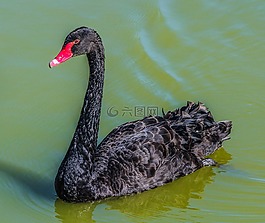 天鵝,鳥,黑天鵝