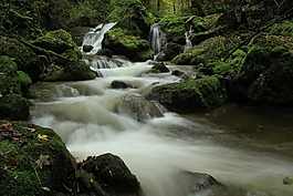 森林,過獨(dú)身生活,水