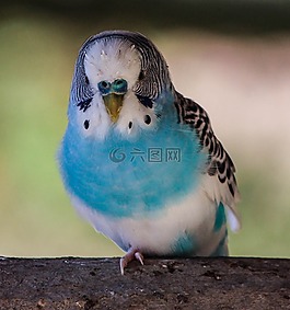 鳥,藍(lán)鸚鵡,鸚鵡
