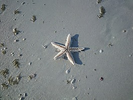 海星,海滩,自然