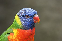 鸚鵡,鳥,動物園
