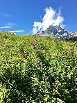 高山草甸,山花,云