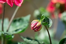 芽,花,橙