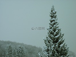 冬天,霧,弗羅斯特