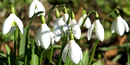 schneeglocken,春天,鮮花