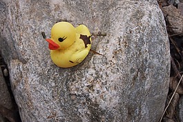 quietscheente,漂流物,河石