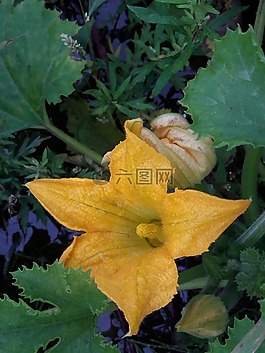 花,黃色,綠色