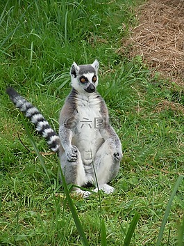 狐猴,動物園,哺乳動物