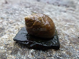 貝殼,海,蝸牛