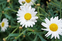 雛菊,花,開花