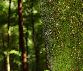 樹,泡沫,行李箱