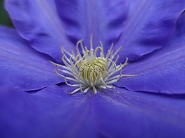 鐵線蓮,盛開,花