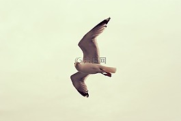 海鷗,海,鳥