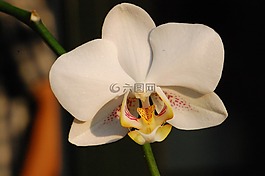 蘭花,花,植物