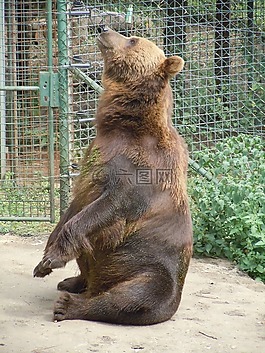 熊,動物園,哺乳動物