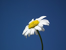 花卉,黛西,白