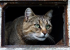 貓,動物,家貓