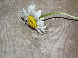 花卉,黛西,白