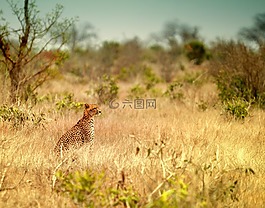 動物世界,草,性質(zhì)