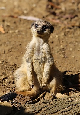 貓鼬,哺乳動物,動物園