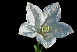 花,rozwar,白