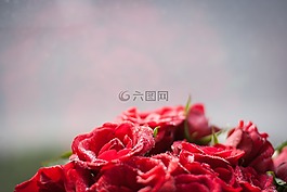 玫瑰,露水,紅色