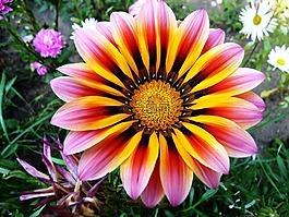 花,花園,植物