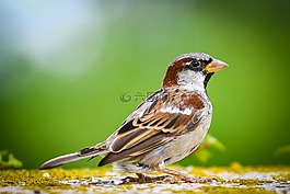 麻雀,動物的畫像,鳥