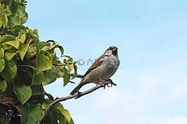 麻雀,鳥,動物