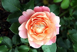花,粉色,花園