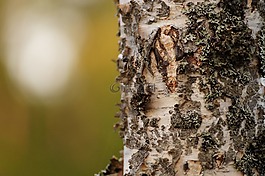 林,木材,birch