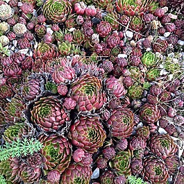 多汁,植物,花園