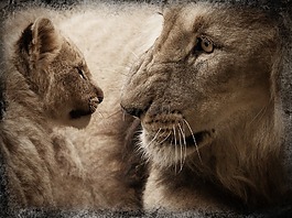 獅子,小獅子,嬰兒動物