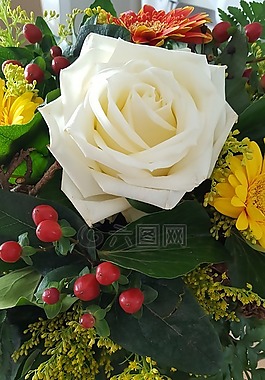 花,玫瑰,性質(zhì)