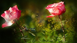 玫瑰,鮮花,粉紅色的玫瑰