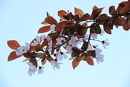 櫻花,嫩葉,背景淡藍(lán)