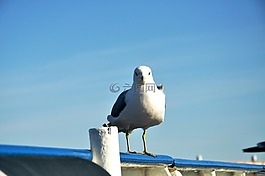 海鸥,蓝天,蓝色