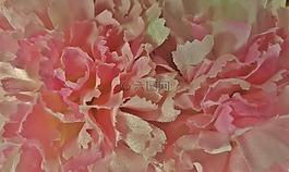 鮮花,菊花,花的
