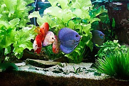 魚,坦克,水族館