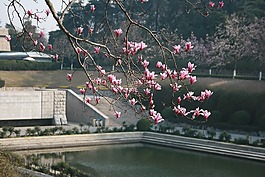 雨花台,纪念池,海棠