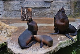 海獅,旅行,哺乳動(dòng)物