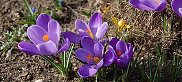 krokus,春,花