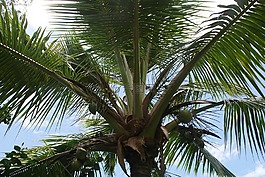 棕櫚,熱帶,夏天