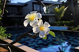 雞蛋花,花,異國(guó)情調(diào)