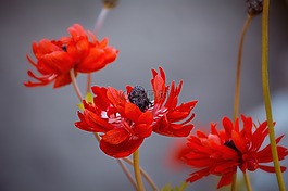 海葵,紅色,紅色海葵