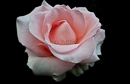 花,玫瑰,花瓣