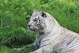 白虎,哺乳動物,動物園