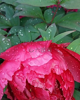 植物,花卉,葉
