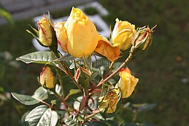 鮮花,白俄羅斯,性質(zhì)