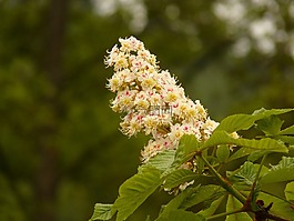 板栗,板栗開花,樹